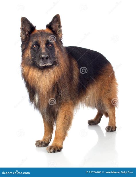 alsatian pics|88,500+ Alsatian Stock Photos, Pictures & Royalty.